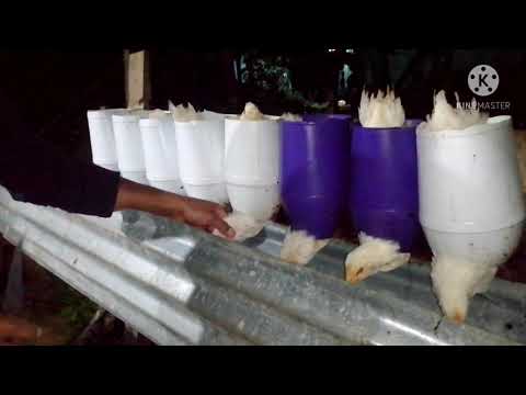 Vídeo: Cosacos Matando Pollos De Un Vistazo - Vista Alternativa