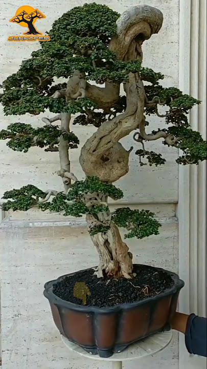 inspirasi bonsai Sancang super extreme #bonsai