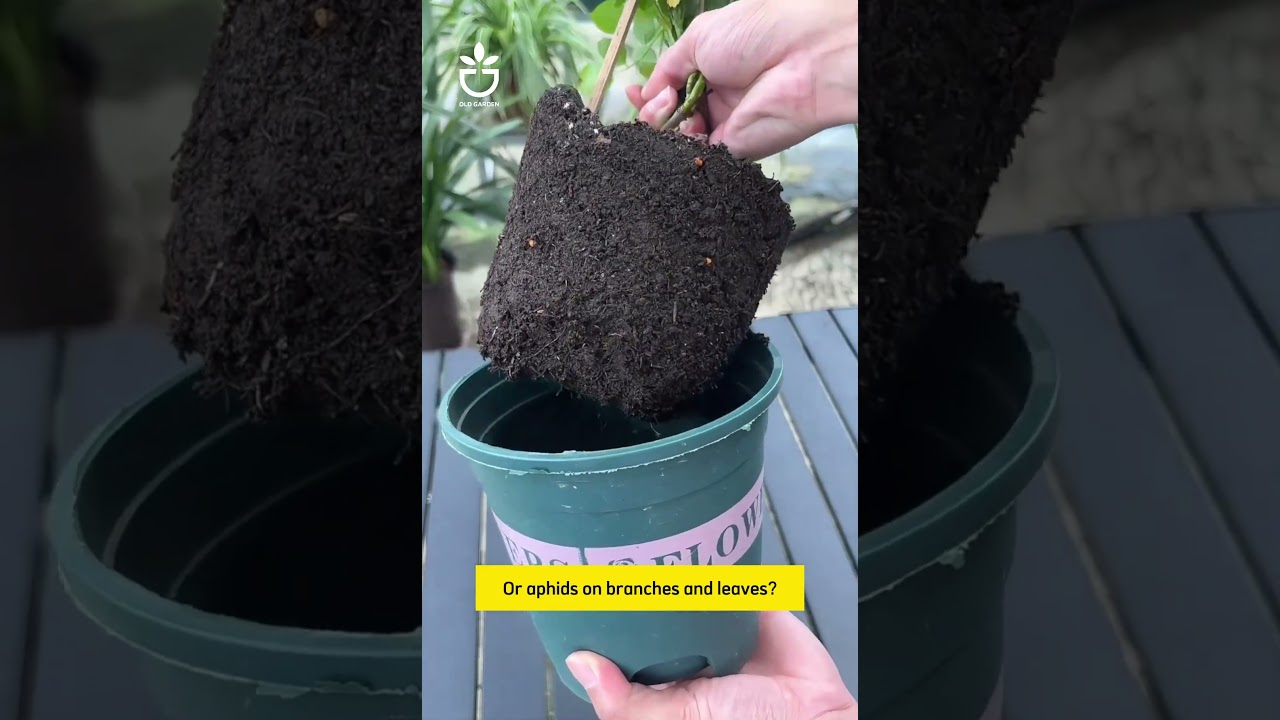 Insects are easy to appear in the summer, take precautions today 