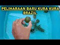 peliharaan baru! kura kura Brazil lucu