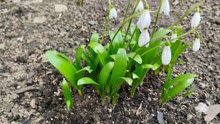 Мои Подснежники цветут и радуют меня. 🤗🌷