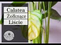 Dlaczego kalatea żółknie? Dlaczego liście kalatei żółkną, brązowieją i zasychają?