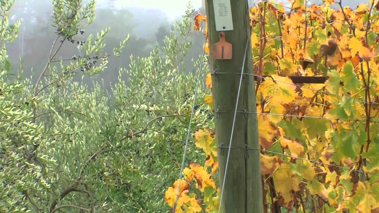 Peace in Wine Country_Movie Trailer.mov YouTube