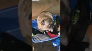 vibing pug original video credits to owner