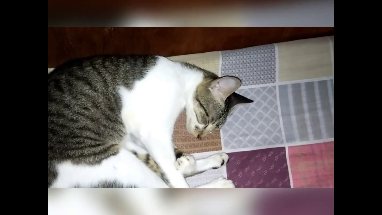 Cats name and color (part 1) - YouTube