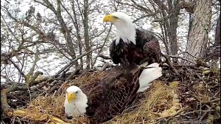 Decorah North Eagles ✿ Nest Prep \& Mating. The Time Grows Closer For 🥚  ✿ 2023.02.09