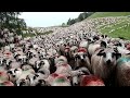 967 million farm animals in australia are raised this way  australian farming documentary