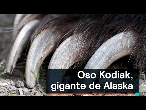 Video: Kodiak es el oso más grande del planeta