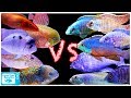 Cichlid Showdown! African Cichlids vs American Cichlids - Which is Better?