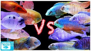 Cichlid Showdown! African Cichlids vs American Cichlids  Which is Better?