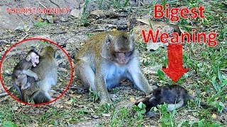 OMG million pity baby monkey, Mom weaning her baby, Baby cry nearly until lose sound