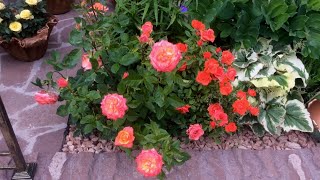 :  .   . Miniature patio roses. Beautiful blooming garden.
