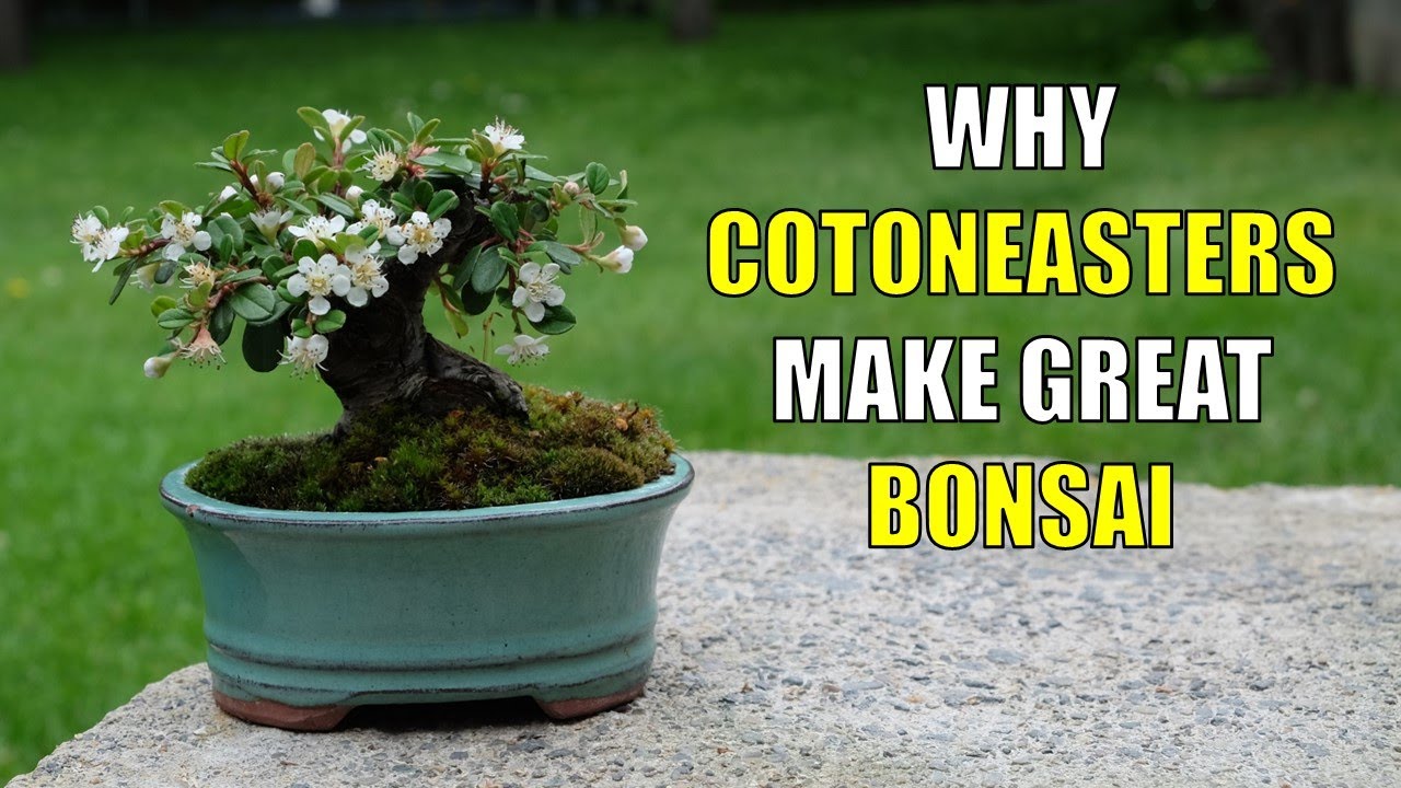 Why Cotoneasters Make Great Bonsai for Beginners
