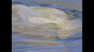 Mating Manatees-Wakulla Springs