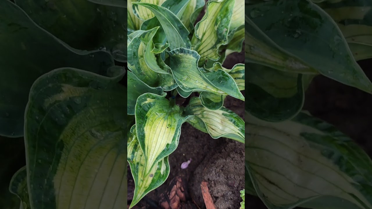 Хоста 'Dixie Ghost Edge'...