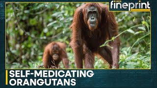 Orangutan seen treating wound with medicinal plant in first for wild animals | WION Fineprint