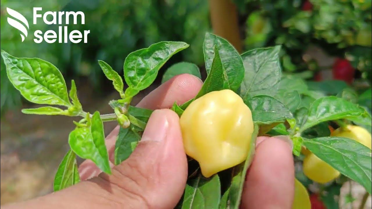 Ghee Chilli a special type of chilli ghee chilli seeds YouTube
