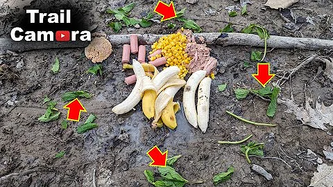 Will Mint Leaves Repell Wildlife Animals From Eating Food Left in the Woods!? [TRAIL CAMERA]