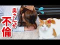 度重なる奥さんの不倫にブチ切れてド説教する猫【おしゃべりする猫】