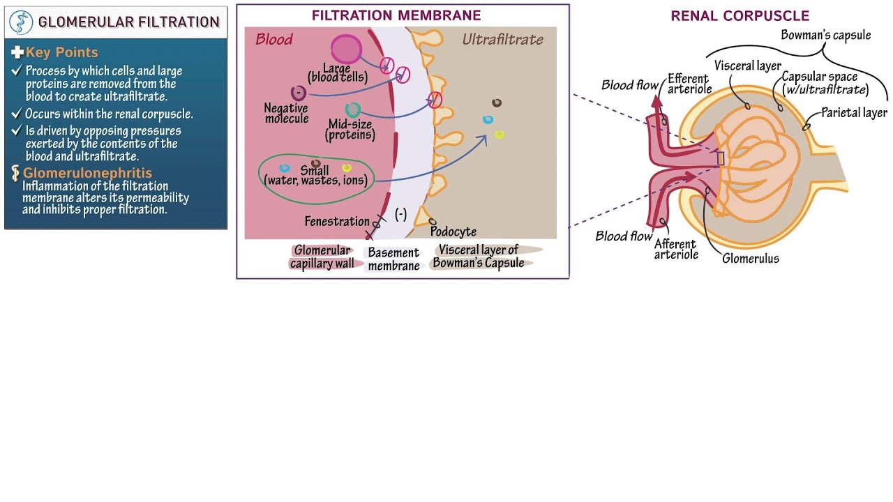 Renal System: Urine Formation  ditki medical & biological sciences