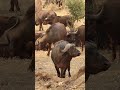 Cape Buffalo #nature #wildlife #amazing #animals #safari