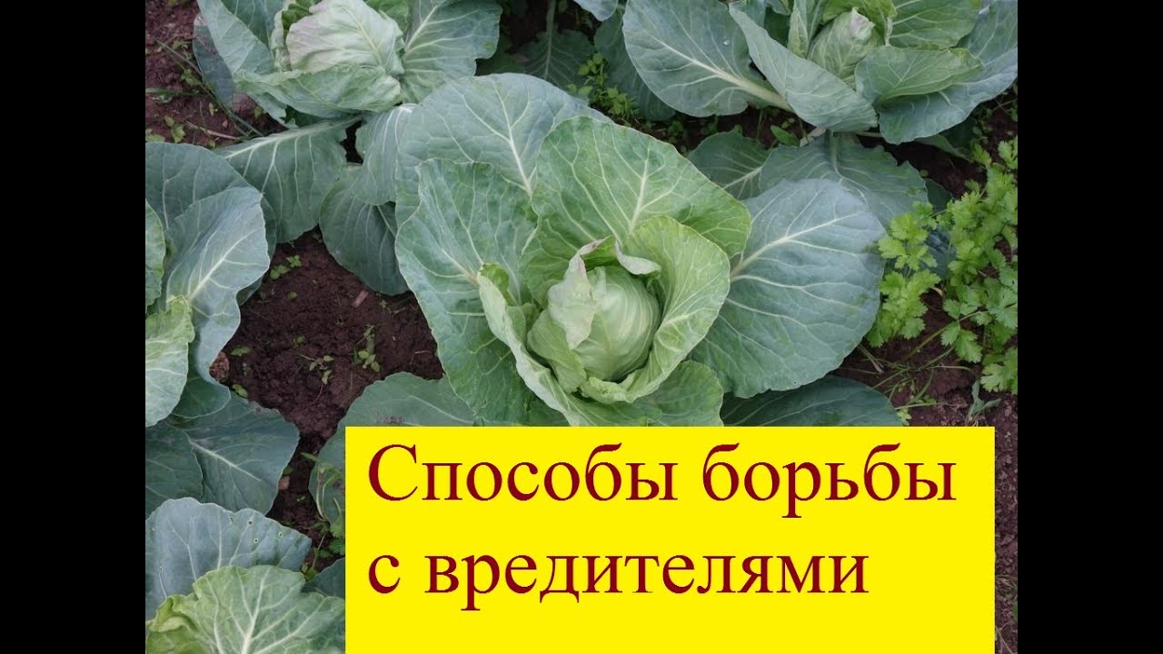 Обработка капусты от вредителей Обработка капусты от вредителей