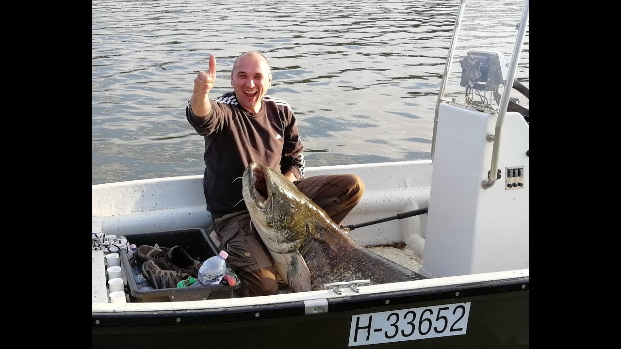Tisza tó 2018.05.10 70kg-os harcsa fárasztása. C&R!