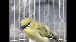 PEMANCING PLECI BAHAN UNTUK BELAJAR NGALAS | OM KICAU  - Durasi: 4:51. 