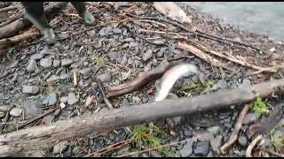 Улов рыбы ленок на речке Дярдян // Catch of fish lenok on the Dyardyan river