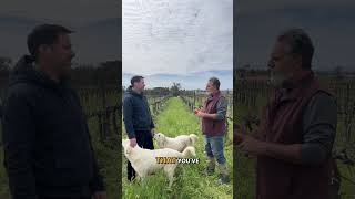 Sheep integration at Wilson Creek Winery