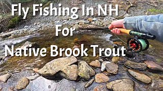 Fly Fishing In NH//Native Brook Trout