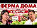 Огород в квартире | Гидропоника или теплица? Как вырастить микрозелень дома | Андрей Даниленко