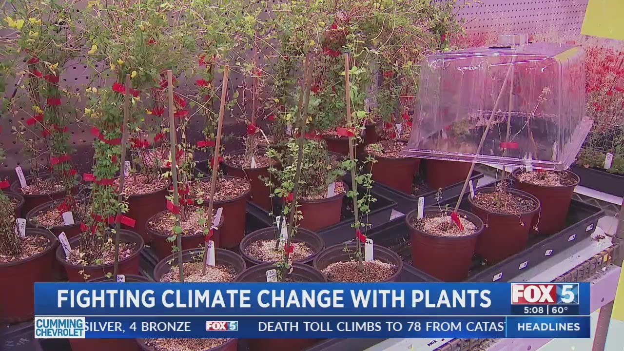 Salk Institute Harnesses Plant Power To Combat Global Warming