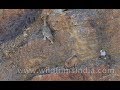 Snow Leopard (Panthera uncia) in action as it leaps for it's prey