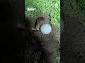 Gopher pushes golf ball out of hole in reallife caddyshack moment