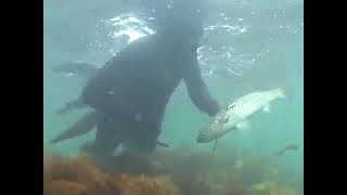 Подводная охота  Охота на пеленгаса, Чёрное море.