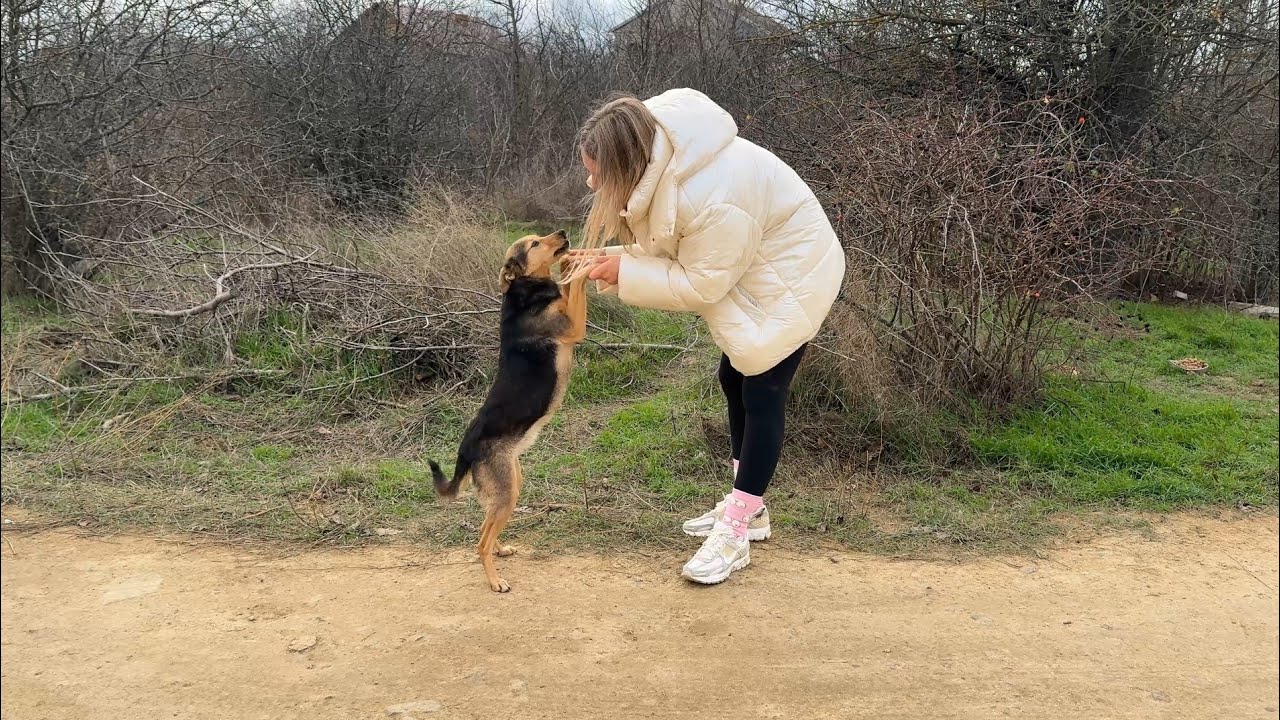 Бездомная собака благодарит меня за будку, которая поможет ей пережить холодную зиму.
