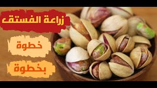 زراعة الفستق من البذور للمبتدئين حتى جني المحصول/growing pistachios from seeds