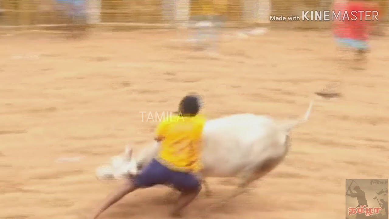 Jallikattu tamil video song kombula kombula tamil  song