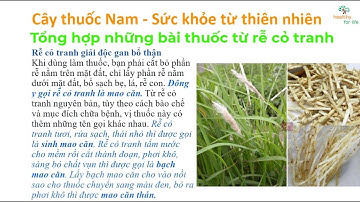 Tổng hợp những bài thuốc từ Rễ cỏ tranh | Cây thuốc Nam - Sức khoẻ từ thiên nhiên