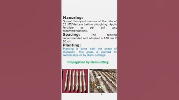 Super Hybrid Napier Grass for  Biogas Production by Dr.P.C.Patel #agriculture #grass#fuel# multicut