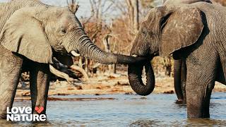 Wild Mischief: Birds, Monkeys & Elephants | Animals Like Us 104