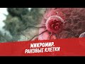 Как работают раковые клетки? – Микромир