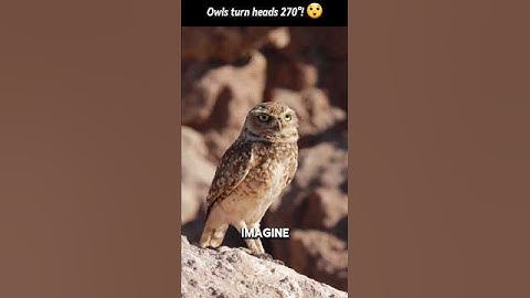 🦉 Owls Can Rotate Their Heads 270°! #wildlifemysteries