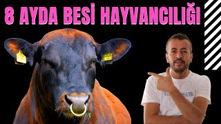 8 AYDA DANA BUZAĞI BESLEMEK