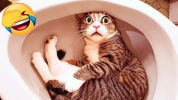 Just Cats Being Weird… Again