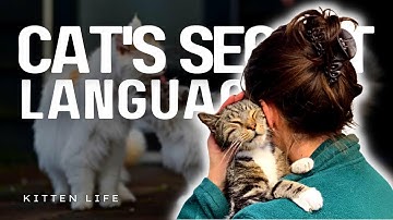 The Secret Language of Cats Revealed!