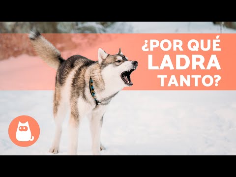 Video: Pregúntele a un veterinario: ¿Por qué mi perro ladra cuando quiere algo?