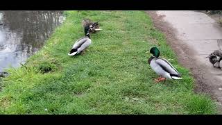 active ducks #animals #birds #duck