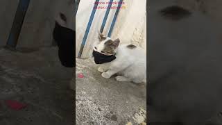 Maske Yasakları Kalktıktan Sonra Corona Olmuşumdur😂Kedi Versiyonu😁Maske Takan Kedi😻